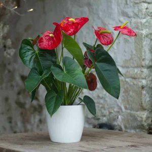 Anthurium-04